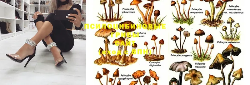 наркота  Михайловск  Псилоцибиновые грибы MAGIC MUSHROOMS 